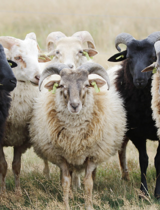 Schafe im Nationalpark Dwingelderveld, Drenthe, Niederlande