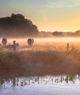 Amanecer sobre un campo neblinoso con vacas pastando junto a un arroyo, foto de un parque glamping.
