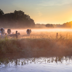 Sunrise over a misty field with grazing cows near a stream, taken at a glamping holiday park.