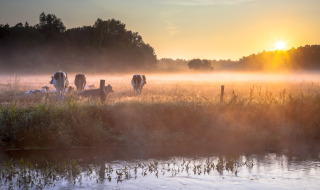 Amanecer sobre un campo neblinoso con vacas pastando junto a un arroyo, foto de un parque glamping.