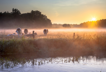 Sonnenaufgang über einer nebligen Wiese mit Kühen und Bach, nahe einem Glamping-Ferienpark.