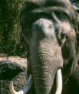 Primer plano de un elefante con grandes colmillos, tomado en un parque vacacional con glamping.