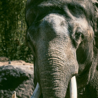 Primer plano de un elefante con grandes colmillos, tomado en un parque vacacional con glamping.