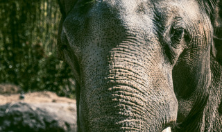 Primer plano de un elefante con grandes colmillos, tomado en un parque vacacional con glamping.