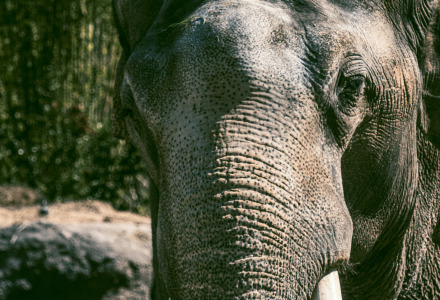 Primer plano de un elefante con grandes colmillos, tomado en un parque vacacional con glamping.