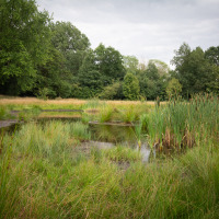 Un humedal tranquilo con hierba alta y juncos cerca de Nijverdal, Overijssel, Países Bajos, rodeado de árboles.