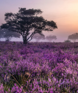 Veluwe - Vodatent - Recreatiepark de Wrange - Doetinchem - Gelderland - Nederland
