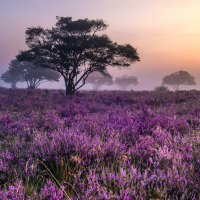 Veluwe - Vodatent - Recreatiepark de Wrange - Doetinchem - Gelderland - Países Bajos