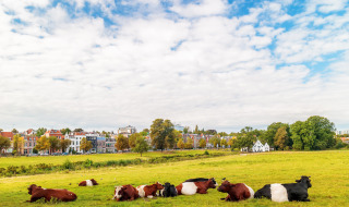 Koeien liggen in het gras met kleurrijke huizen op de achtergrond bij een vakantiepark met glamping.