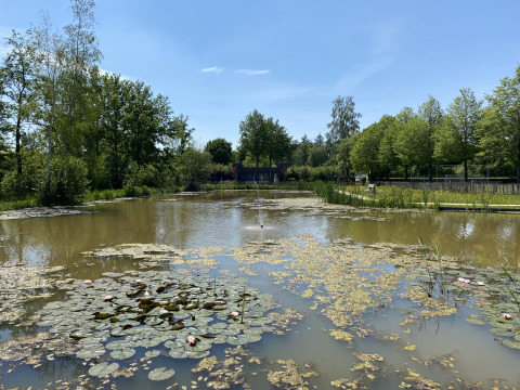 Ein Teich mit Seerosen und Bäumen im Holiday Park 't Rheezerwold in Overijssel, Niederlande.