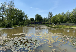 Uno stagno con ninfee e alberi a Holiday Park 't Rheezerwold, Overijssel, Paesi Bassi.