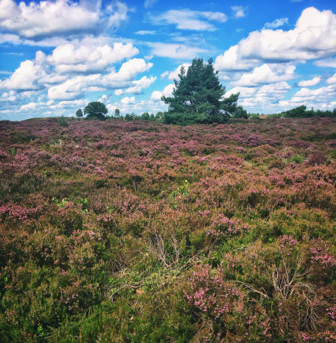 Heidelandschap met paarse bloemen en bomen bij een glamping vakantiepark onder een blauwe lucht met wolken.