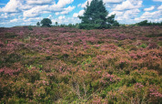 Heidelandschap met paarse bloemen en bomen bij een glamping vakantiepark onder een blauwe lucht met wolken.