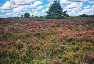 Heidelandschap met paarse bloemen en bomen bij een glamping vakantiepark onder een blauwe lucht met wolken.