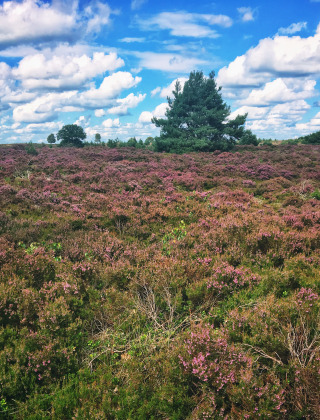 Heidelandschap met paarse bloemen en bomen bij een glamping vakantiepark onder een blauwe lucht met wolken.
