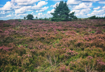 Heidelandschap met paarse bloemen en bomen bij een glamping vakantiepark onder een blauwe lucht met wolken.