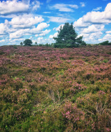 Brezo Púrpura, Sallandse Heuvelrug, Utrecht