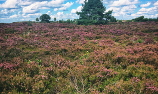 Purple Heath, Sallandse Heuvelrug, Utrecht