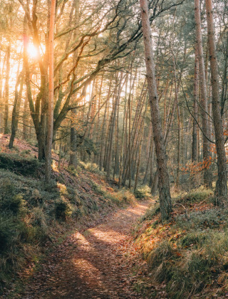 Forest path with sunlight streaming through trees, representing a holiday park with glamping options.