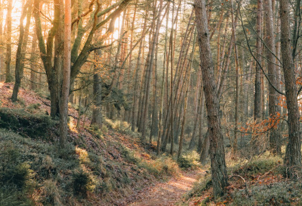 Bospaadje met zonlicht door de bomen, perfect voor glamping accommodaties op een vakantiepark.