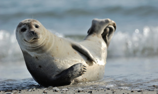 Een zeehond ontspant aan de waterkant bij een strand, gefotografeerd bij een glamping vakantiepark.