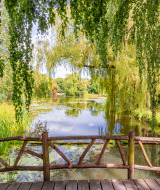 Houten terras bij een rustige vijver met hangende wilgen in de buurt van Doorn, Utrecht, Nederland in de zomer.