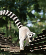 Mono lémur, Apenheul, Apeldoorn, Güeldres, Países Bajos