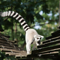 Lemur aapje, Apenheul, Apeldoorn, Gelderland, Nederland