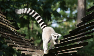 Mono lémur, Apenheul, Apeldoorn, Güeldres, Países Bajos
