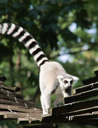 Lemuren-Affe, Apenheul, Apeldoorn, Gelderland, Niederlande