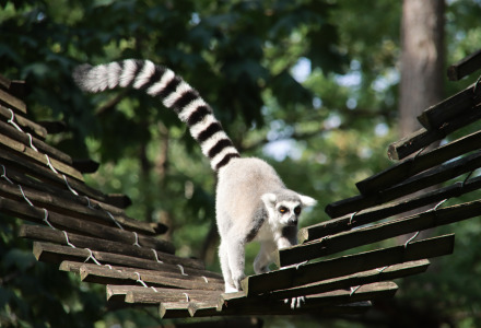 Mono lémur, Apenheul, Apeldoorn, Güeldres, Países Bajos