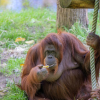 Apenheul, Apeldoorn, Güeldres, Países Bajos