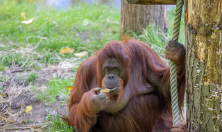 Apenheul, Apeldoorn, Güeldres, Países Bajos