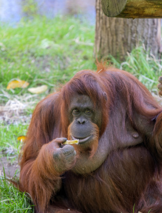 Apenheul, Apeldoorn, Güeldres, Países Bajos