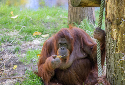 Apenheul, Apeldoorn, Gelderland, Nederland