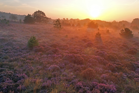 Zonsopgang over een heideveld bij een vakantiepark met glamping, met paarse struiken en zachte mist.
