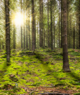 Bos in de Ardennen - Vodatent - Camping Village Sy - Sy - Ardennen - België