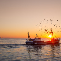 Un barco pesquero navega al atardecer cerca de Westende, Bélgica, rodeado de aves sobre el mar tranquilo.