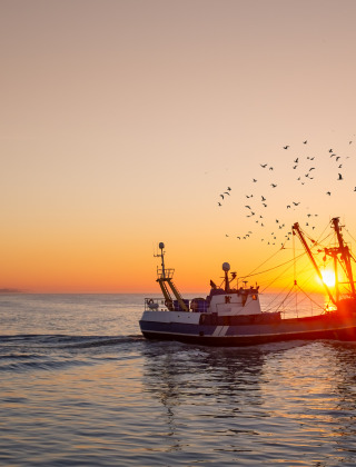 Een vissersboot vaart bij zonsondergang nabij Westende, België, omringd door vogels op de rustige zee.