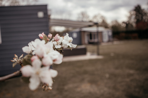 Dichtbij beeld van bloesemtak met Luxury Chalet op Recreatiepark De Achterste Hoef, Nederland op de achtergrond.