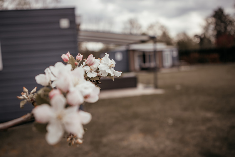 Primer plano de una rama florecida frente a un chalet de lujo en Recreatiepark De Achterste Hoef, Países Bajos.
