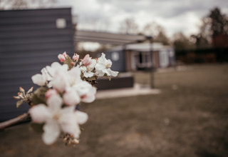 Nahaufnahme eines blühenden Zweigs vor einem Luxus-Chalet im Recreatiepark De Achterste Hoef, Niederlande.