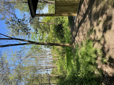 Bosque con árboles y una cabaña en Comfort Sweet Wellness, Cosy Cabins en el bosque de Limburg, Bélgica.