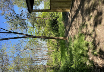 Bosque con árboles y una cabaña en Comfort Sweet Wellness, Cosy Cabins en el bosque de Limburg, Bélgica.