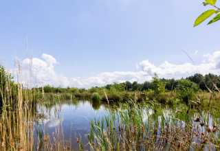 Uitzicht op een natuurlijke vijver met riet en struiken bij Tiny House The Kremmer, Nederland, onder blauwe lucht.