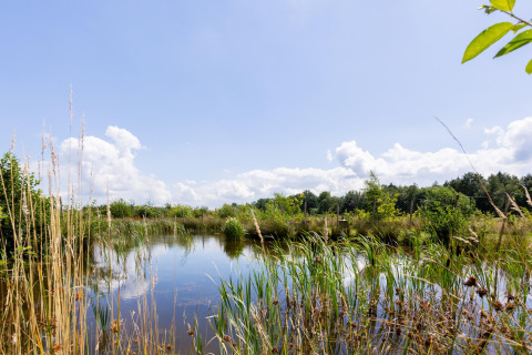 Uitzicht op een natuurlijke vijver met riet en struiken onder blauwe lucht bij Tiny House The Kremmer, Nederland.