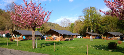 Glamping site with safari tents, blooming cherry trees, and green lawns in a scenic spring countryside.