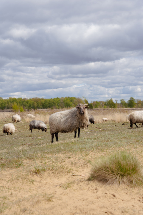 Schafe grasen auf einer Weide im Ferienpark De Kremmer in Drenthe, Niederlande, bei bewölktem Himmel.