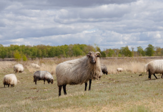 Pecore al pascolo in un campo sotto cieli nuvolosi presso il parco vacanze The Kremmer a Drenthe, Paesi Bassi.
