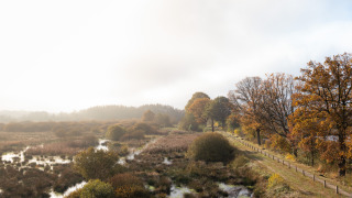 Zicht op moerassen en herfstbomen bij vakantiepark De Kremmer in Drenthe, Nederland.